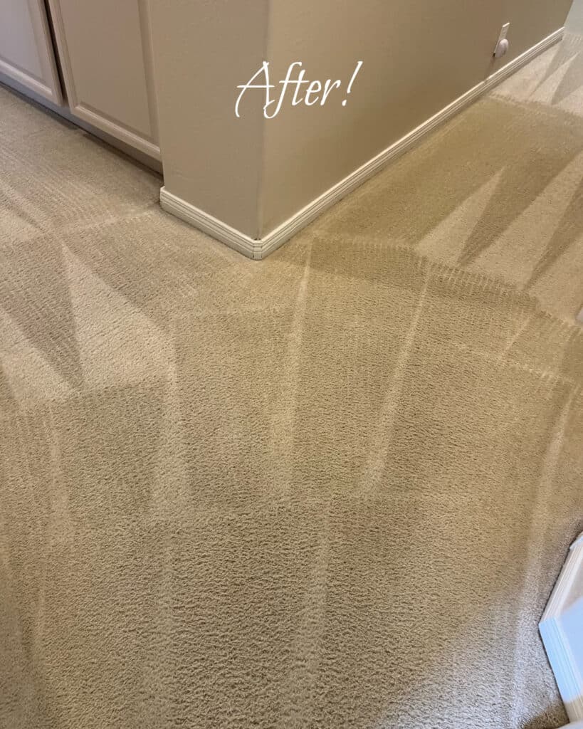 after professional carpet cleaning services
