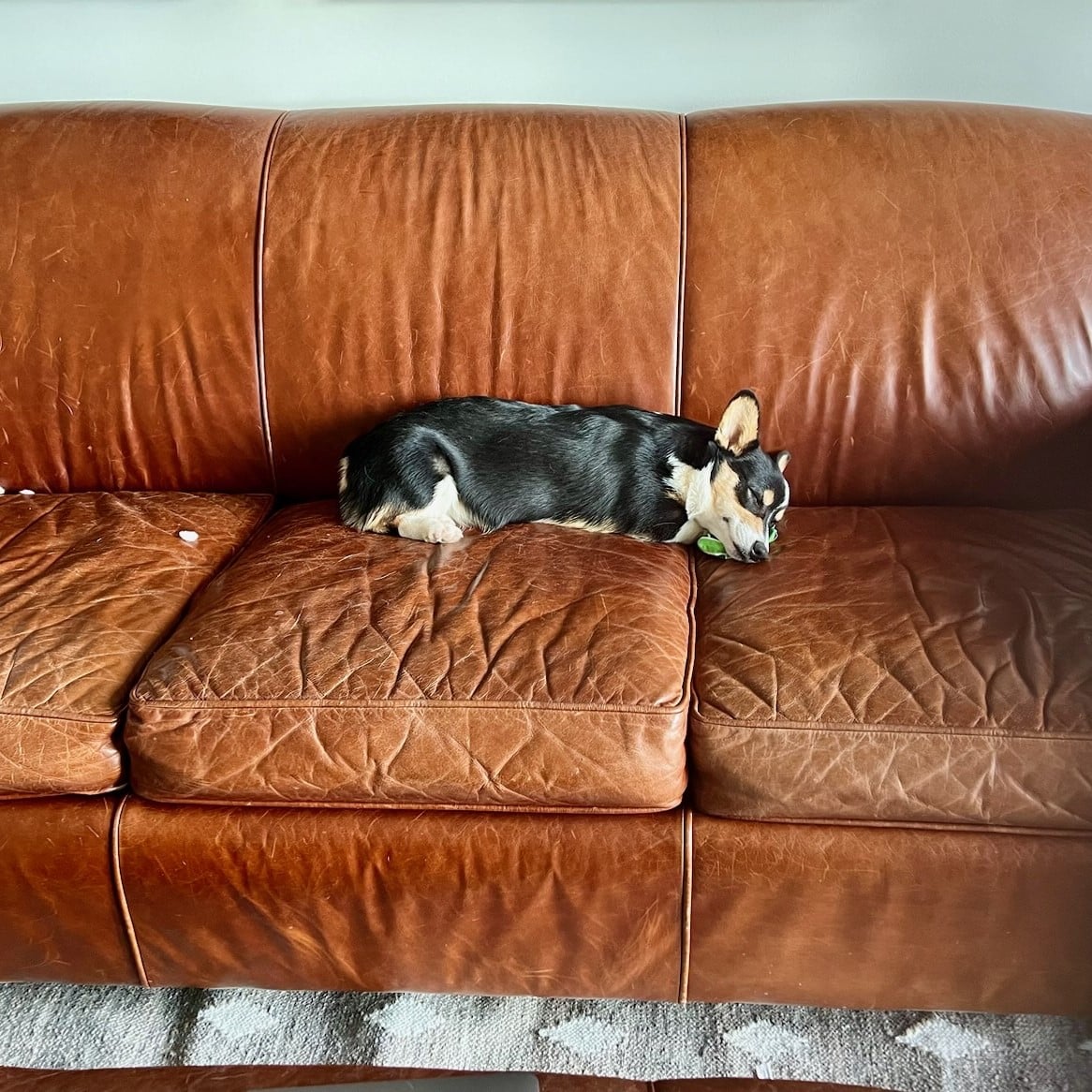 Dirty damaged leather sofa, before cleaning